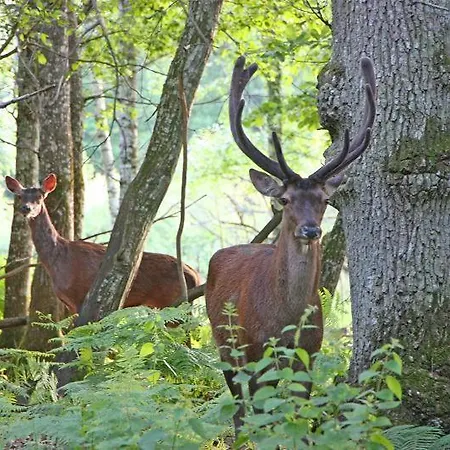 Penzion Chambres D'hotes Le Mousseau *